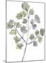 Forest Study II-Sandra Jacobs-Mounted Giclee Print