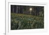 Forest Sunburst-Michael Greene-Framed Giclee Print