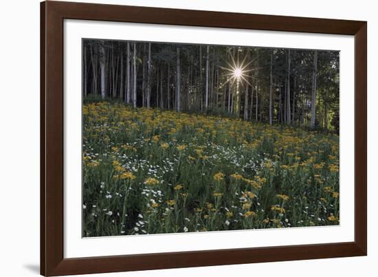 Forest Sunburst-Michael Greene-Framed Giclee Print