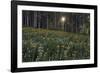 Forest Sunburst-Michael Greene-Framed Giclee Print