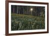 Forest Sunburst-Michael Greene-Framed Giclee Print