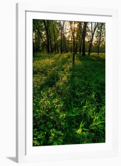 Forest Sunset-Steve Gadomski-Framed Photographic Print