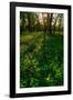 Forest Sunset-Steve Gadomski-Framed Photographic Print