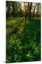 Forest Sunset-Steve Gadomski-Mounted Photographic Print