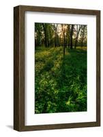 Forest Sunset-Steve Gadomski-Framed Photographic Print