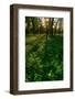 Forest Sunset-Steve Gadomski-Framed Photographic Print