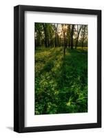 Forest Sunset-Steve Gadomski-Framed Photographic Print