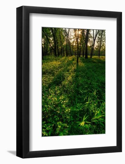 Forest Sunset-Steve Gadomski-Framed Photographic Print