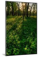 Forest Sunset-Steve Gadomski-Mounted Photographic Print