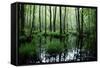 Forest Swamp-ONiONAstudio-Framed Stretched Canvas