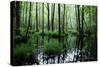 Forest Swamp-ONiONAstudio-Stretched Canvas