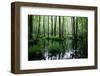 Forest Swamp-ONiONAstudio-Framed Photographic Print