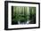 Forest Swamp-ONiONAstudio-Framed Photographic Print