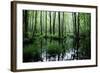 Forest Swamp-ONiONAstudio-Framed Photographic Print