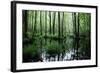 Forest Swamp-ONiONAstudio-Framed Photographic Print