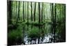 Forest Swamp-ONiONAstudio-Mounted Photographic Print