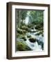 Forest, Torrent, Stones, Moss-Thonig-Framed Photographic Print