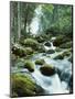 Forest, Torrent, Stones, Moss-Thonig-Mounted Photographic Print