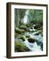 Forest, Torrent, Stones, Moss-Thonig-Framed Photographic Print