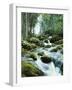 Forest, Torrent, Stones, Moss-Thonig-Framed Photographic Print