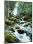 Forest, Torrent, Stones, Moss-Thonig-Mounted Photographic Print