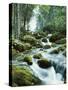 Forest, Torrent, Stones, Moss-Thonig-Stretched Canvas