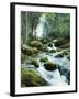 Forest, Torrent, Stones, Moss-Thonig-Framed Photographic Print