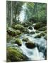 Forest, Torrent, Stones, Moss-Thonig-Mounted Photographic Print