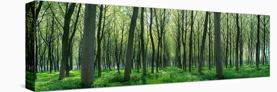 Forest Trail Chateau-Thierry France-null-Stretched Canvas