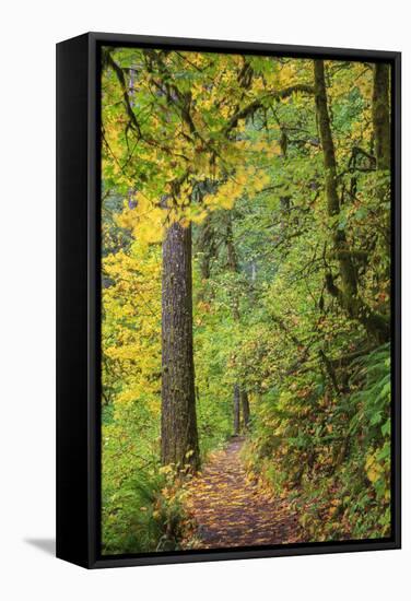 Forest Trail, Silver Falls State Park, Oregon, USA-Jamie & Judy Wild-Framed Stretched Canvas