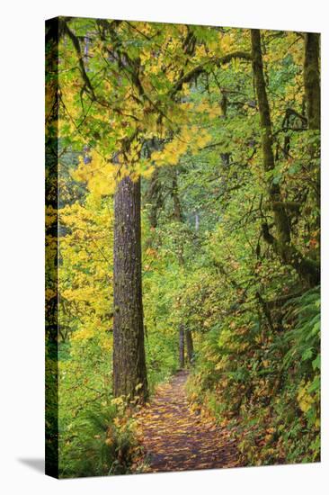 Forest Trail, Silver Falls State Park, Oregon, USA-Jamie & Judy Wild-Stretched Canvas
