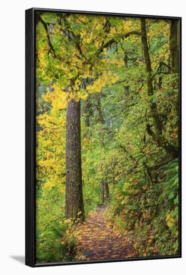 Forest Trail, Silver Falls State Park, Oregon, USA-Jamie & Judy Wild-Framed Photographic Print