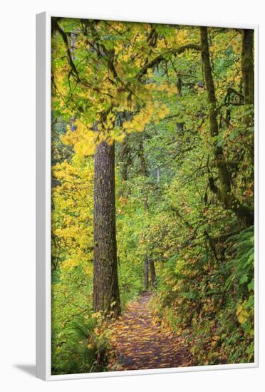 Forest Trail, Silver Falls State Park, Oregon, USA-Jamie & Judy Wild-Framed Photographic Print