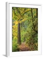 Forest Trail, Silver Falls State Park, Oregon, USA-Jamie & Judy Wild-Framed Photographic Print