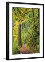 Forest Trail, Silver Falls State Park, Oregon, USA-Jamie & Judy Wild-Framed Photographic Print