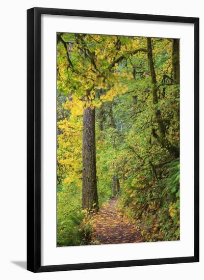 Forest Trail, Silver Falls State Park, Oregon, USA-Jamie & Judy Wild-Framed Photographic Print