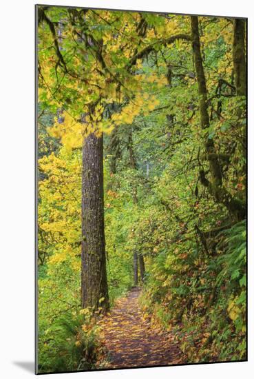 Forest Trail, Silver Falls State Park, Oregon, USA-Jamie & Judy Wild-Mounted Photographic Print