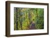 Forest Trail, Silver Falls State Park, Oregon, USA-Jamie & Judy Wild-Framed Photographic Print