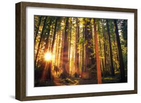 Forest Trail Sunset-duallogic-Framed Photographic Print