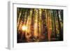 Forest Trail Sunset-duallogic-Framed Photographic Print