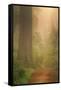 Forest Trail-Vincent James-Framed Stretched Canvas