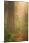 Forest Trail-Vincent James-Mounted Photographic Print