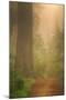 Forest Trail-Vincent James-Mounted Photographic Print