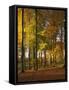 Forest, Trees, Beech Trees, Autumn-Thonig-Framed Stretched Canvas