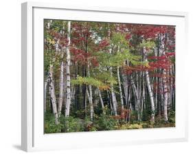 Forest, Trees, Birch, Maple, Autumn Foliage-Thonig-Framed Photographic Print