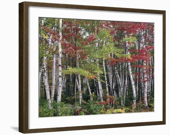 Forest, Trees, Birch, Maple, Autumn Foliage-Thonig-Framed Photographic Print