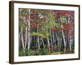 Forest, Trees, Birch, Maple, Autumn Foliage-Thonig-Framed Photographic Print