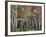 Forest, Trees, Birch, Maple, Autumn Foliage-Thonig-Framed Photographic Print