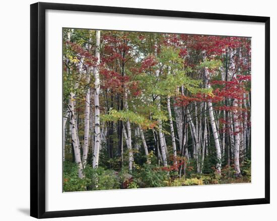 Forest, Trees, Birch, Maple, Autumn Foliage-Thonig-Framed Photographic Print