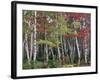 Forest, Trees, Birch, Maple, Autumn Foliage-Thonig-Framed Photographic Print